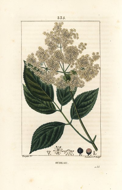 Sambuco nero - Sambucus nigra. Incisione a puntasecca colorata a mano di Lambert Junior da un disegno di Pierre Jean-Francois Turpin da Pierre Jean Francois Turpin