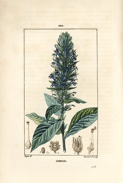 Grande lobelia o lobelia sifilitica da Pierre Jean Francois Turpin