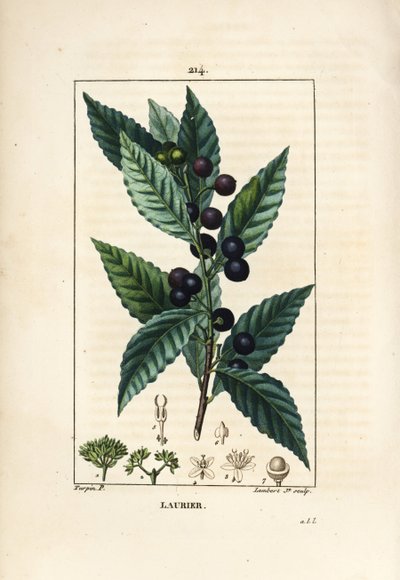 Albero di alloro, Laurus nobilis, con foglia, bacca e seme da Pierre Jean Francois Turpin
