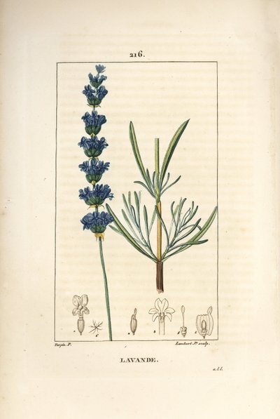 Lavanda aspic - Lavanda, Lavandula spica. Incisione a puntasecca colorata a mano di Lambert Junior da un disegno di Pierre Jean-Francois Turpin da 