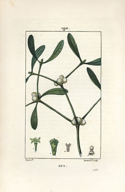 Vischio da Pierre Jean Francois Turpin
