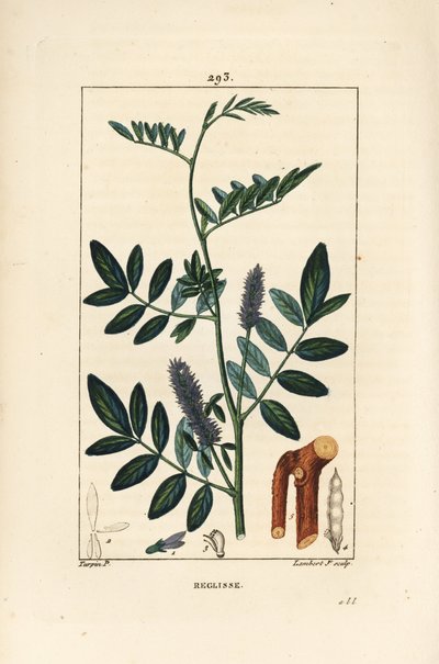 Liquirizia, Glycyrrhiza glabra, con fiore, foglia, corteccia, ramo legnoso e seme da Pierre Jean Francois Turpin