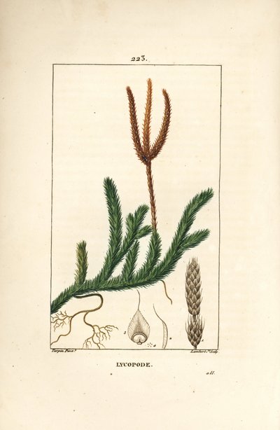 Lycopod officinal o erba con mazze - Muschio comune, Lycopodium clavatum da Pierre Jean Francois Turpin