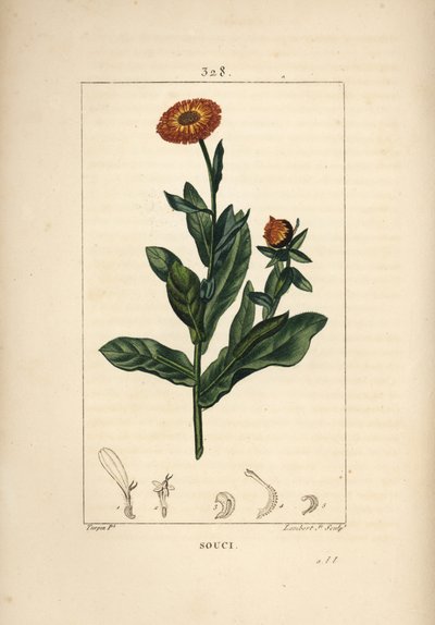 Calendula, Calendula officinalis, con fiore, foglia e stelo da Pierre Jean Francois Turpin