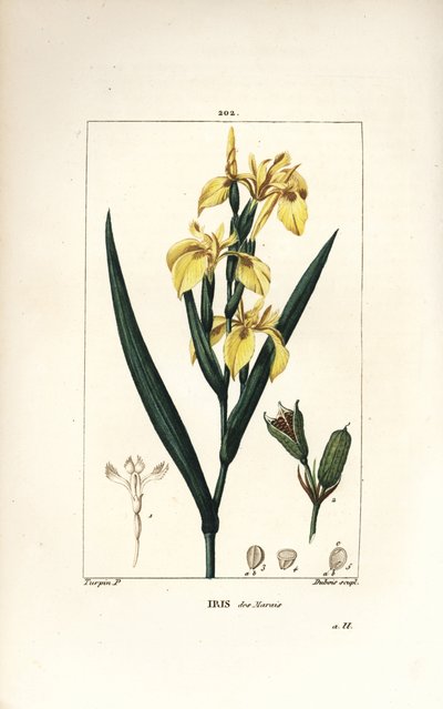 Iris palustre o Iris giallo d
