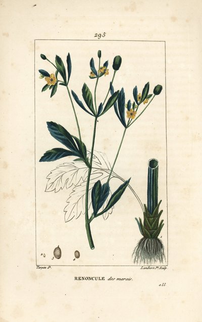 Caltha palustre, popolazione palustre o calendula d