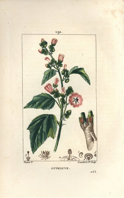 Altea, Altea selvatica o Malva bianca - Althaea officinalis da Pierre Jean Francois Turpin