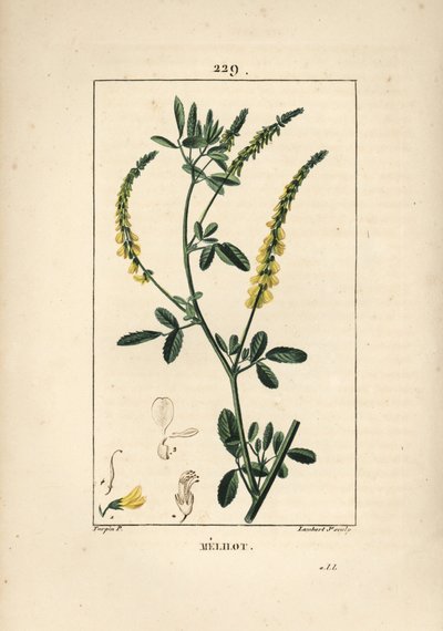 Meliloto da Pierre Jean Francois Turpin