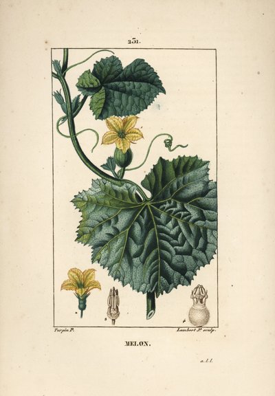 Fiori di melone da Pierre Jean Francois Turpin