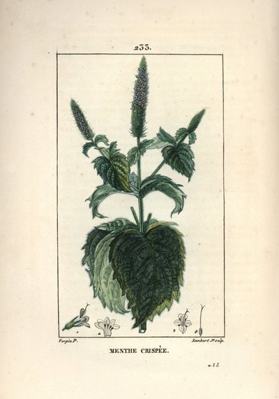 Menta crispa, Mentha crispa da Pierre Jean Francois Turpin