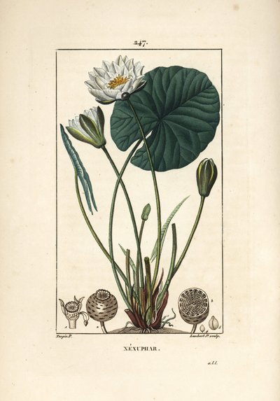 Ninfea bianca da Pierre Jean Francois Turpin