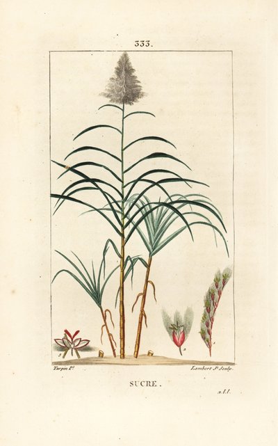 Canna nobile - Canna da zucchero da Pierre Jean Francois Turpin