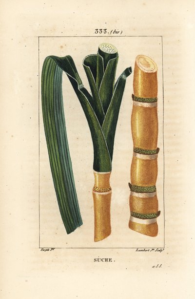Canna nobile - Canna da zucchero, Saccharum officinarum, stelo e foglia. Incisione a puntasecca colorata a mano di Lambert Junior da un disegno di Pierre Jean-Francois Turpin da 
