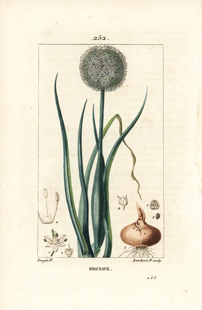 Cipolla - Cipolla, Allium cepa, con fiore, foglia, bulbo e radici da Pierre Jean Francois Turpin