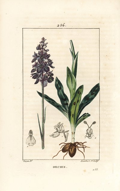 Orchidea maschio o satirione maschio da Pierre Jean Francois Turpin