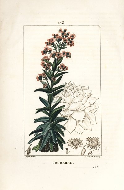 Orpin - Borracina maggiore, Sedum majus da Pierre Jean Francois Turpin