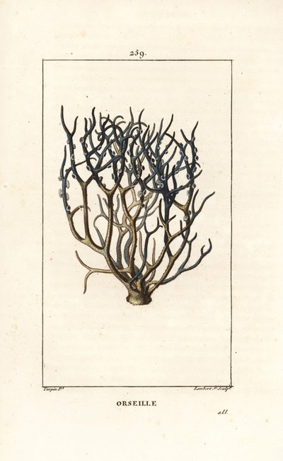 Orseille o porpora francese (lichene) da Pierre Jean Francois Turpin