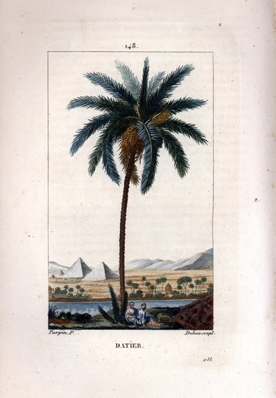 Palma da datteri, Phoenix dactylifera, con frutto e foglie su sfondo di piramidi e fiume da Pierre Jean Francois Turpin