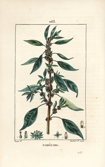 Parietaria officinale da Pierre Jean Francois Turpin