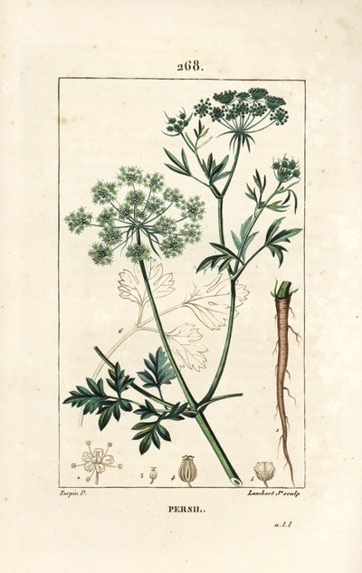 Prezzemolo - Prezzemolo da giardino, Petroselinum crispum, con fiore, foglia, stelo, radice e seme. Incisione a puntasecca colorata a mano di Lambert Junior da un disegno di Pierre Jean-Francois Turpin da Chaumeton, Poiret e Chamberet