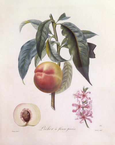 Pesca (Prunus persica), Henry Louis Duhamel du Monceau, tavola botanica di Pierre Jean Francois Turpin da Pierre Jean Francois Turpin