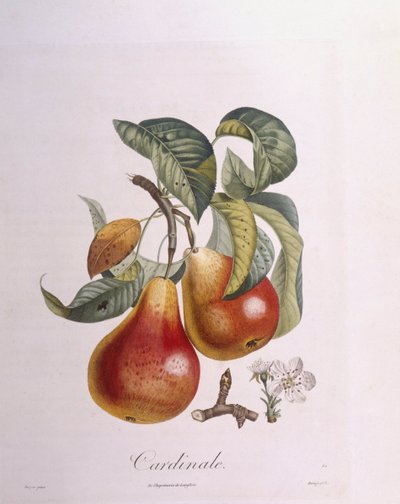 Pera "Cardinale", tavola botanica di Pierre Jean Francois Turpin da Pierre Jean Francois Turpin