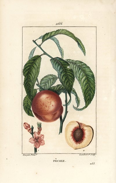 Pesco da Pierre Jean Francois Turpin