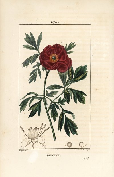 Peonia officinale da Pierre Jean Francois Turpin