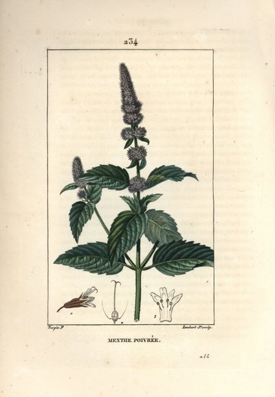 Menta piperita, Mentha piperita da Pierre Jean Francois Turpin