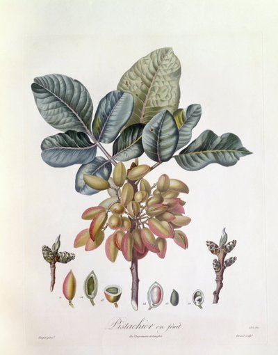 Pistacchio (Pistacia vera), Henry Louis Duhamel du Monceau, tavola botanica di Pierre Jean Francois Turpin da Pierre Jean Francois Turpin
