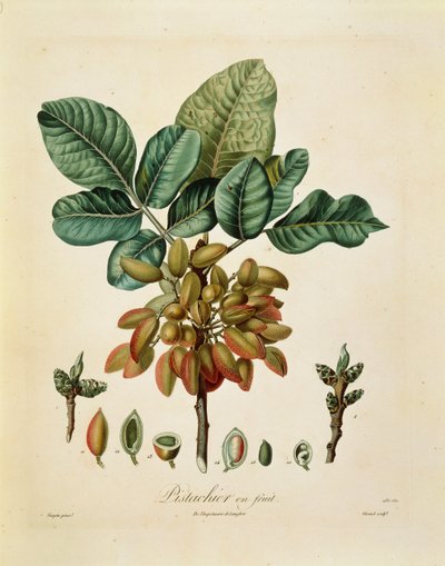 Pistacchio (Pistacia vera) di Francois Turpin da Pierre Jean Francois Turpin