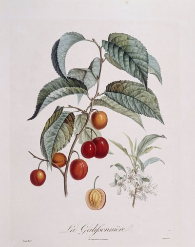 Prugna "La Galifsonniere", tavola botanica di Pierre Jean Francois Turpin da Pierre Jean Francois Turpin