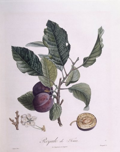 Prugna "Royale de Tours", tavola botanica di Pierre Jean Francois Turpin da Pierre Jean Francois Turpin