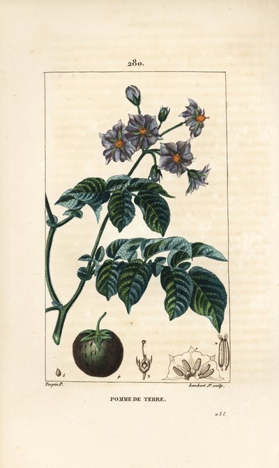Patata da Pierre Jean Francois Turpin