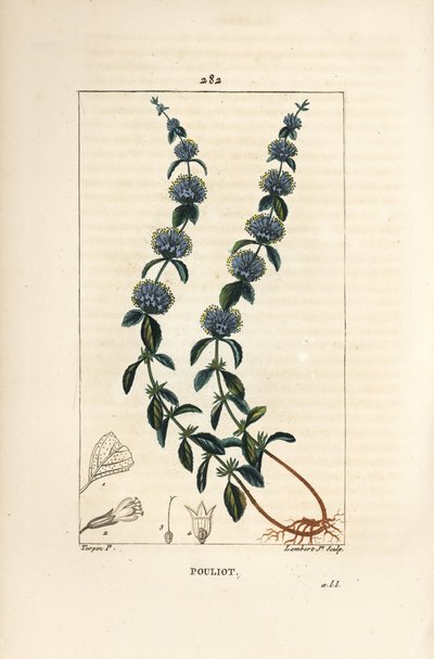 Menta puleggio, Mentha pulegium, con fiore, foglia, stelo, radice e seme da Pierre Jean Francois Turpin