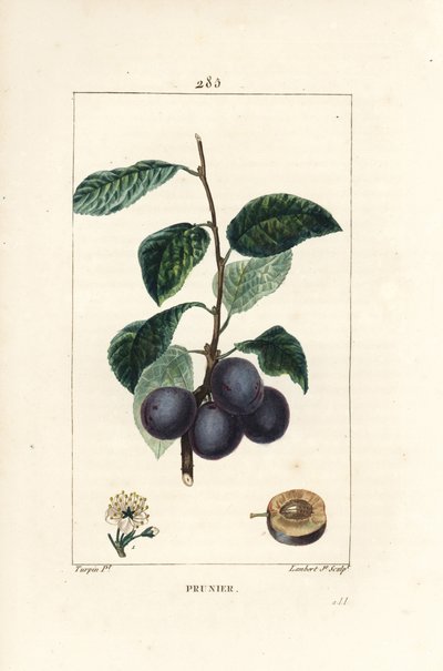 Prugna - Prugno o albero di prugne, Prunus domestica, con frutto, foglia, fiore, ramo e frutto maturo in sezione. Incisione a puntasecca colorata a mano di Lambert Junior da un disegno di Pierre Jean-Francois Turpin da Chaumeton, Poiret e Chamberet