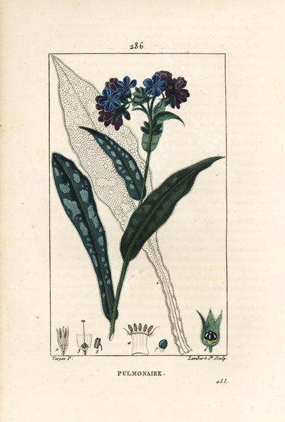 Polmonaria officinale, Pulmonaria officinalis, con fiore, foglia, stelo e contorno della foglia da Pierre Jean Francois Turpin