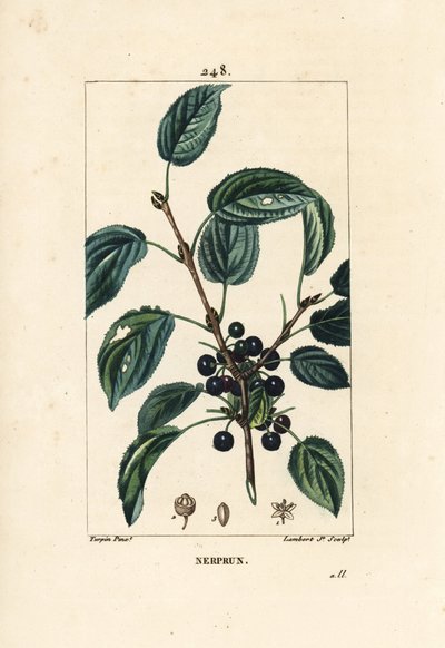 Spino cervino purgativo, Spino cervino catartico o spino cervino officinale - Spino cervino purgante, Rhamnus cathartica da Pierre Jean Francois Turpin