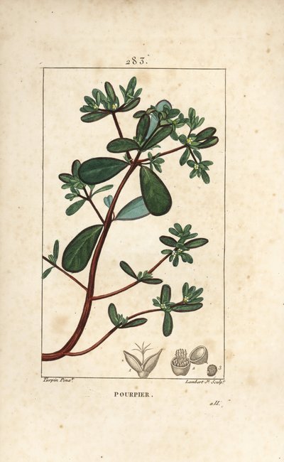 Portulaca oleracea, con foglia, stelo e fiore. Incisione a puntasecca colorata a mano di Lambert Junior da un disegno di Pierre Jean-Francois Turpin da 