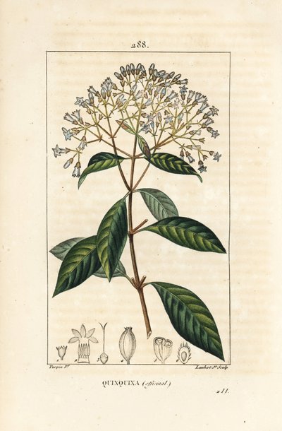 Chinino o albero della corteccia peruviana, Cinchona officinalis, con fiore, ramo, foglia e seme da Pierre Jean Francois Turpin