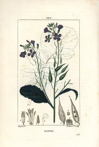 Ravanello - Raphanus sativus, con fiore, foglia, seme e contorno della foglia da Pierre Jean Francois Turpin