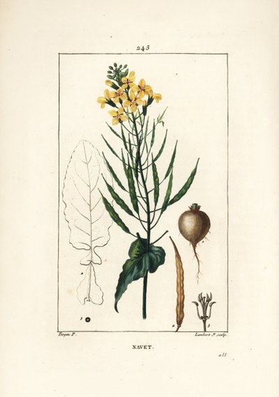Colza, Brassica napus da Pierre Jean Francois Turpin