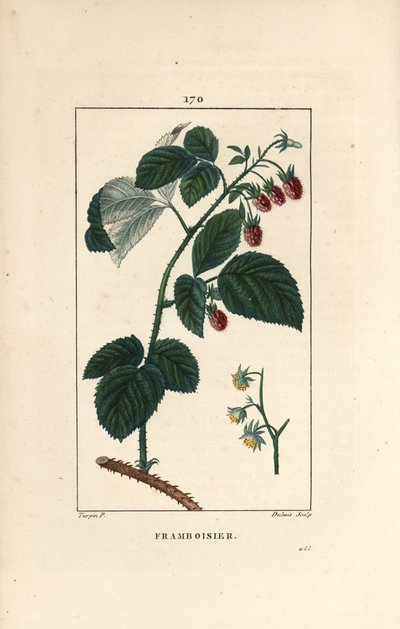 Lampone da Pierre Jean Francois Turpin