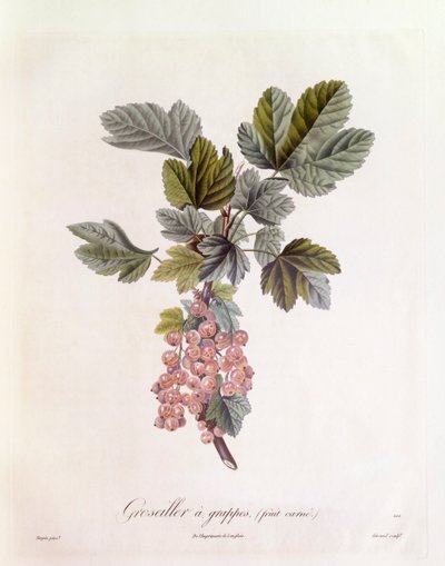 Ribes rosso (Ribes rubrum), Henry Louis Duhamel du Monceau, tavola botanica di Pierre Jean Francois Turpin da Pierre Jean Francois Turpin