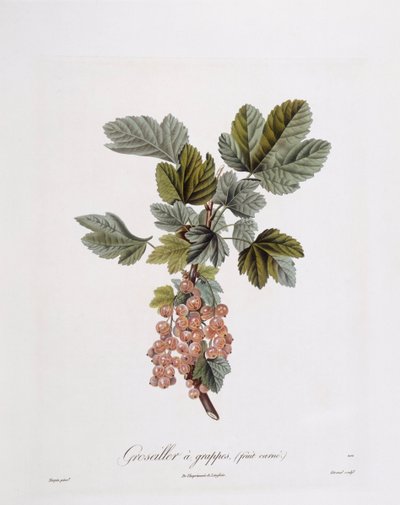 Ribes rosso (Ribes rubrum), tavola botanica di Pierre Jean Francois Turpin da Pierre Jean Francois Turpin