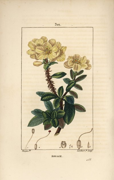 Rhododendron gigante - Rosebay, Hymenanthes maxima (Rhododendron maximum), con fiore, stelo spinoso, foglia e seme da Pierre Jean Francois Turpin