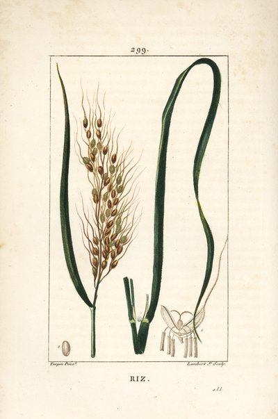 Riso - Riso, Oryza sativa, con foglia, seme e stelo. Incisione a puntasecca colorata a mano di Lambert Junior da un disegno di Pierre Jean-Francois Turpin da Chaumeton, Poiret e Chamberet