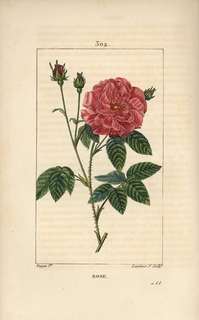 Rosa di Francia o Rosa di Provins da Pierre Jean Francois Turpin