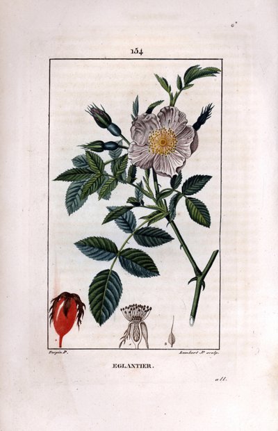 Ramo di rosa canina con bacca e rosa da Pierre Jean Francois Turpin