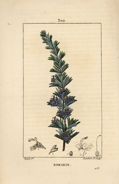 Rosmarino da Pierre Jean Francois Turpin